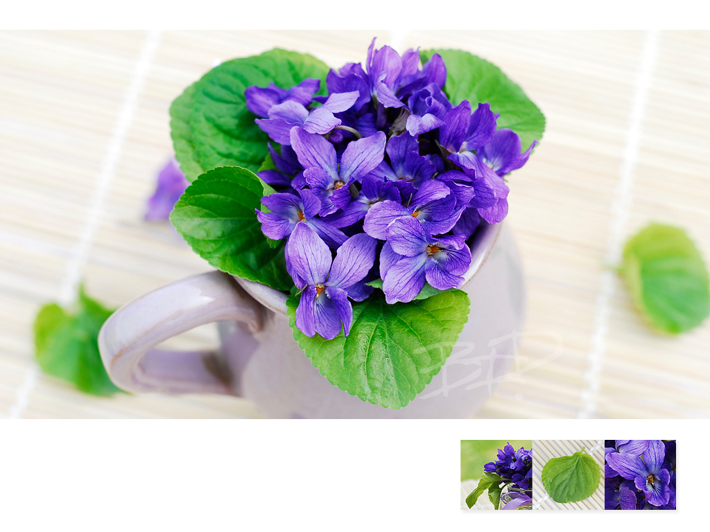 Sweet Violet